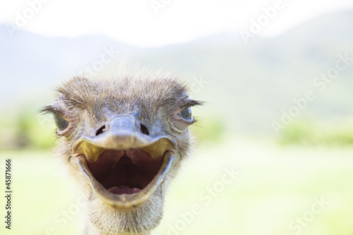 angry bird.close up of ostrich face © Tom Wang