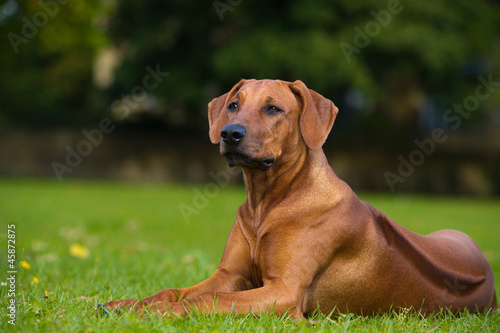 Beautiful dog rhodesian ridgeback puppy photo