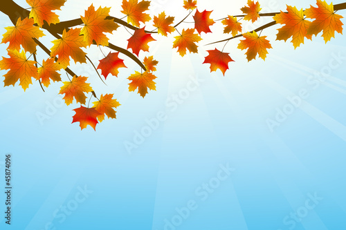 autumn leaves against the blue sky