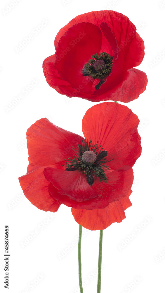 Fototapeta premium poppy
