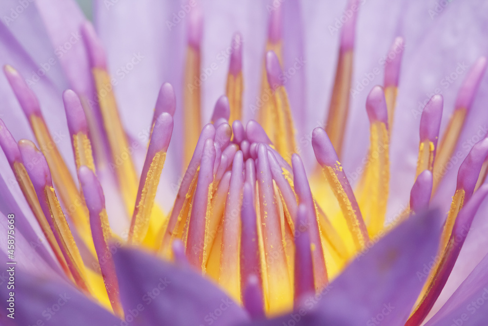 Naklejka premium Purple lotus flower