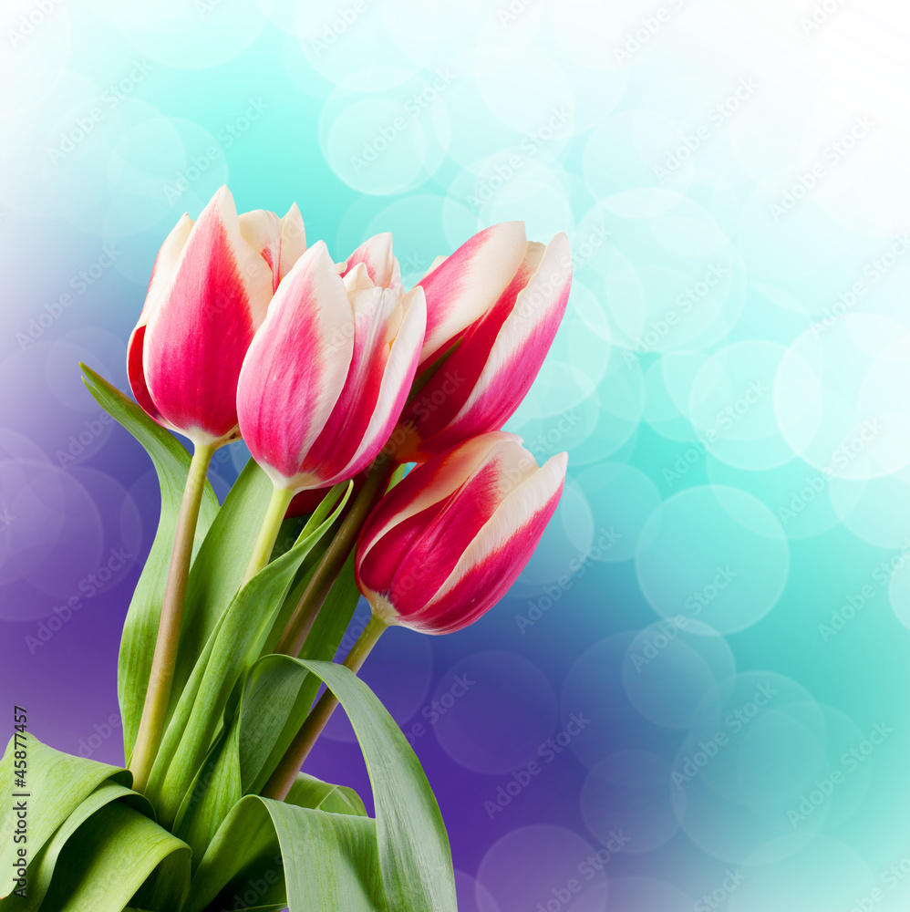 Naklejka premium Tulips. Gift Card.