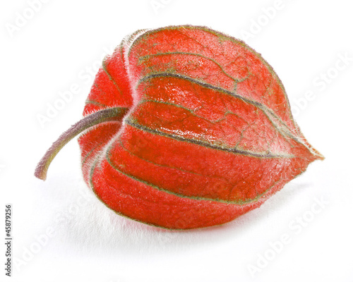 Fresh physalis (cape gooseberry) over white background