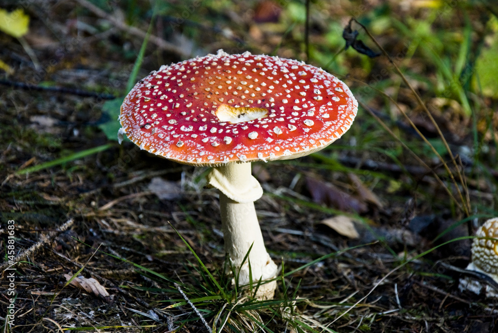 circle-amanita circle-amanita