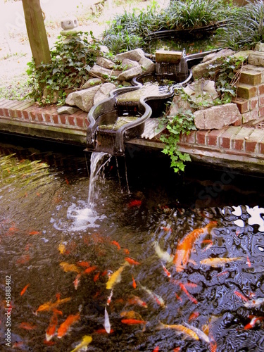 Colorful Koi Fish Swimming In The Pond photo