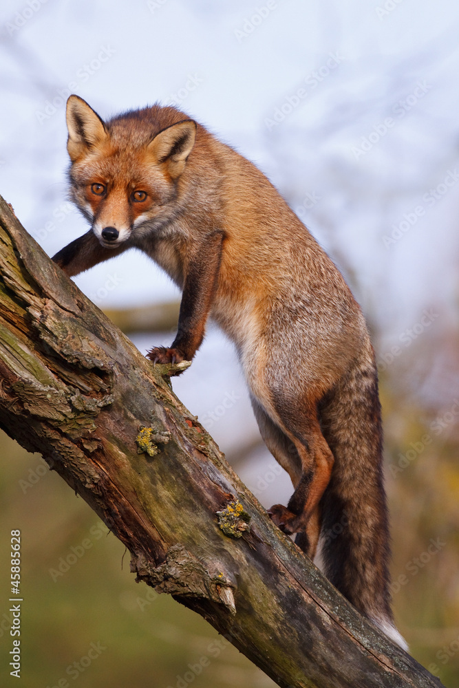 red fox climbing in a tree red fox climbing in a tree