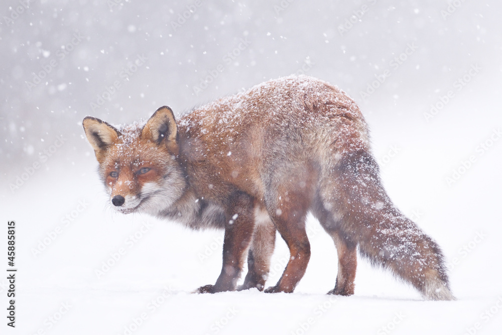 Fototapeta premium red fox in a snowstorm