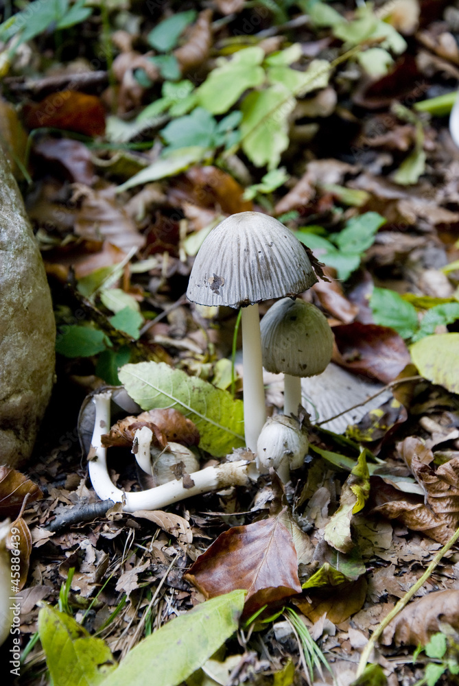umbrella-mushroom umbrella-mushroom