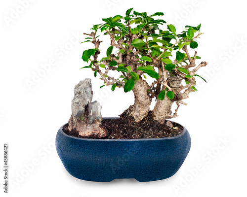 miniature bonsai tree and stone in blue pot isolated on white ba