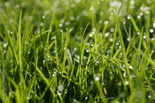 Dew on a grass.