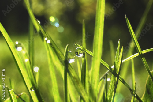 Dew on a grass.