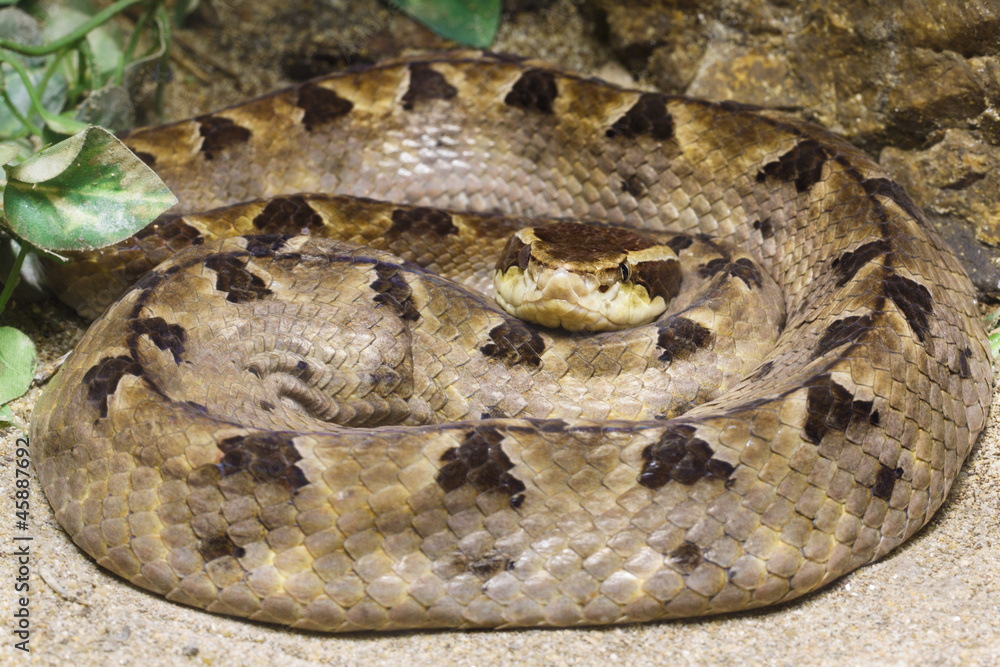 Obraz premium Matayan Pit Viper