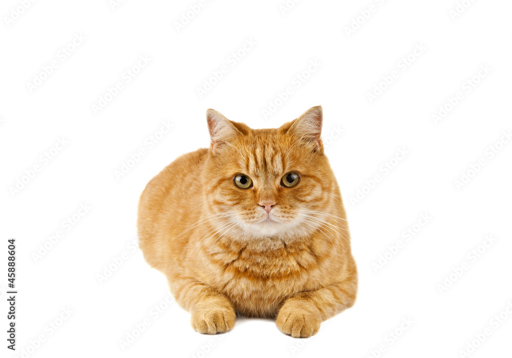 Obraz premium ginger cat isolated