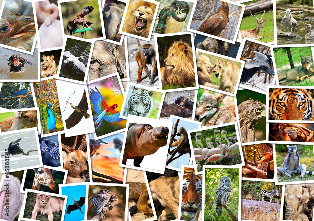 Obraz premium Kolaż różnych zwierząt