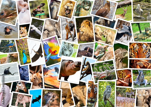 Different animals collage
