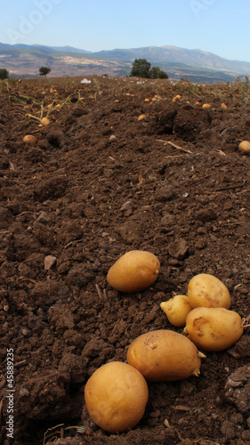 POTATO FİELD