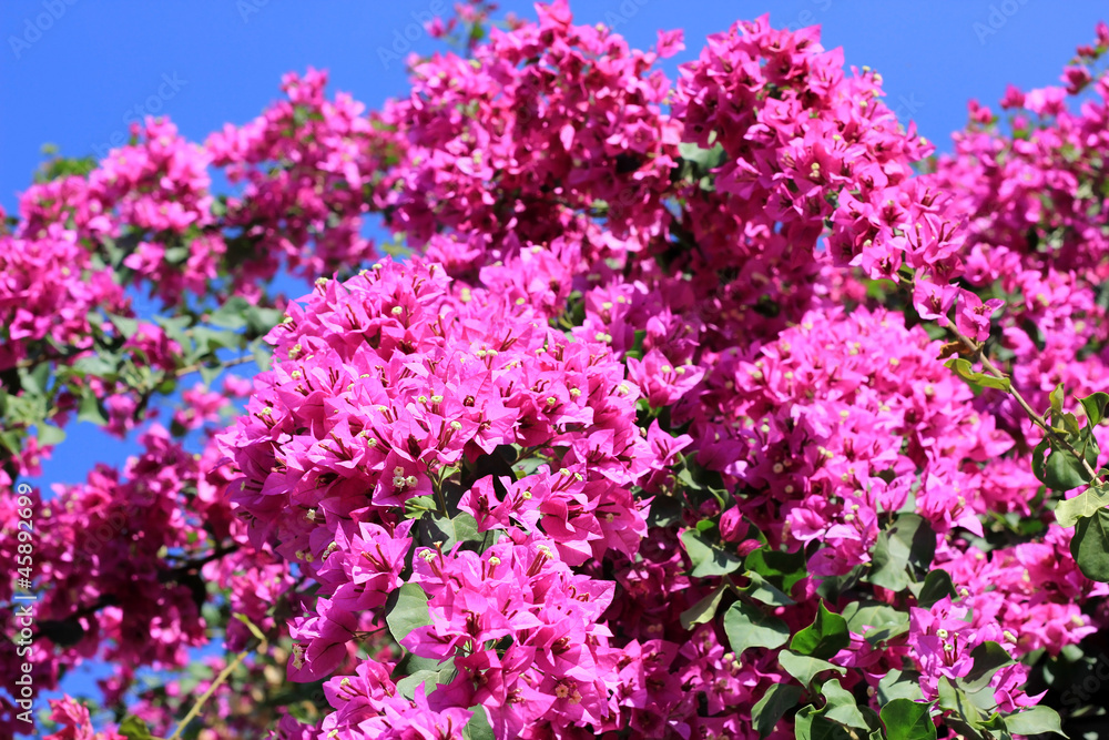 blooming bougainvillea