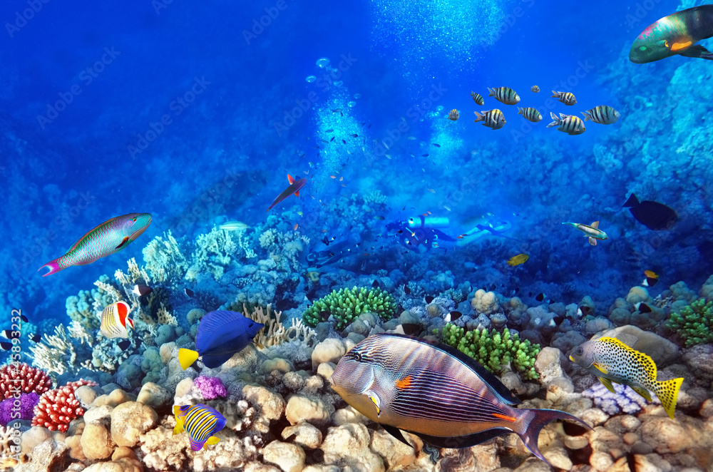 Fototapeta premium Scuba divers, coral and fish in the Red Sea.Egypt