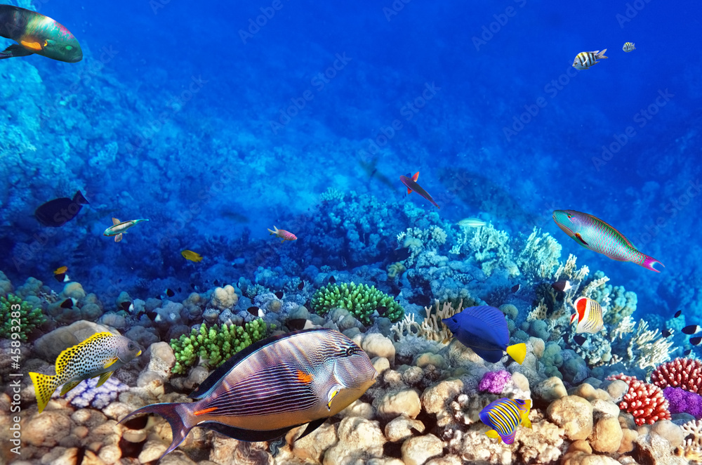 Fototapeta premium Coral and fish in the Red Sea.Egypt