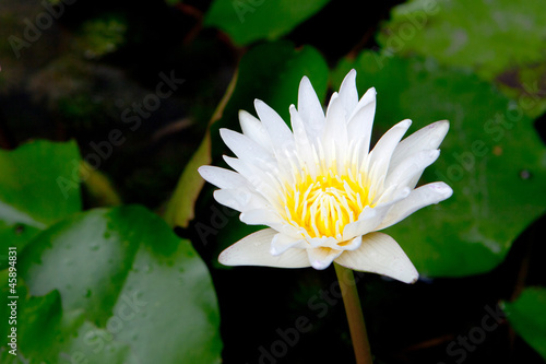 White lotus blooming on pond