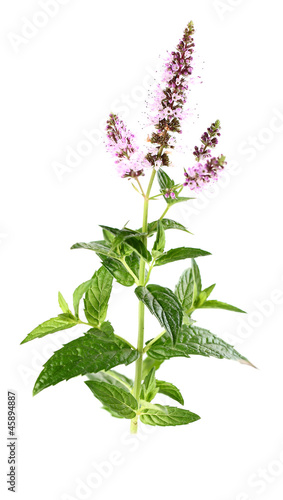 Beauty mint flowers