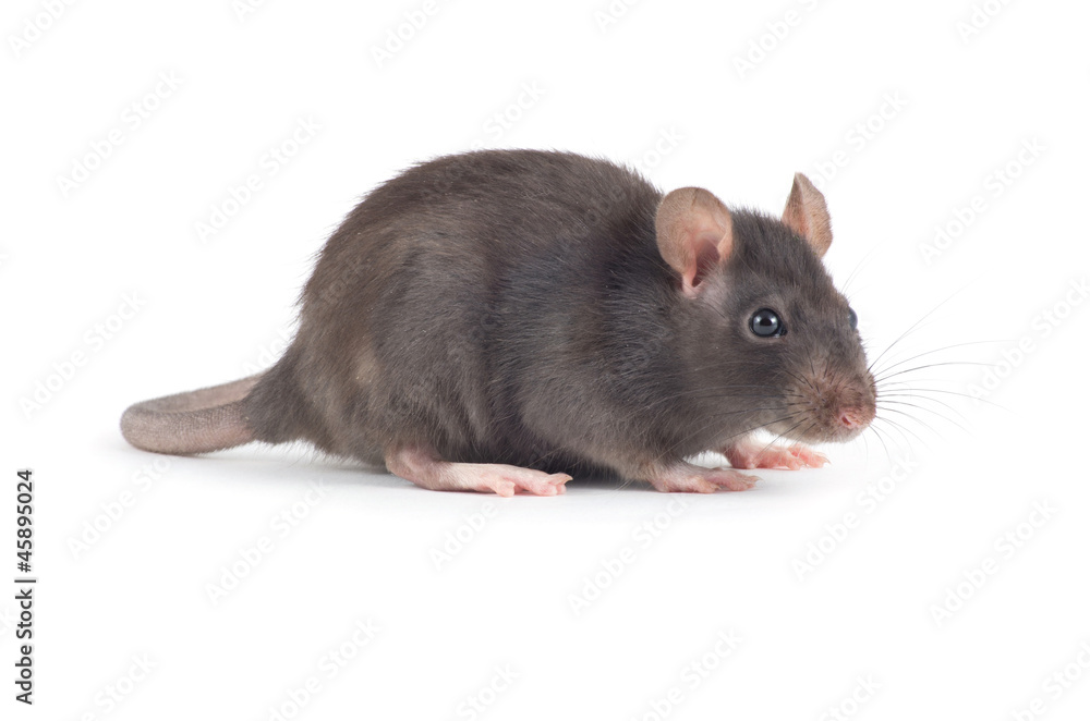 rat rat