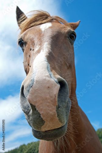 Grinsendes Pferd