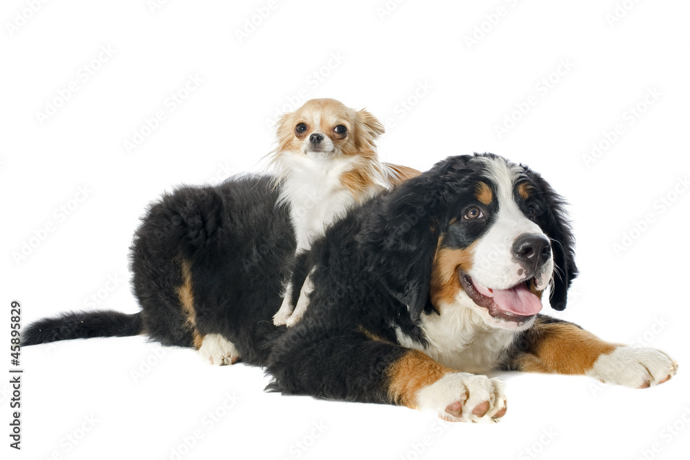 puppy bernese moutain dog and chihuahua