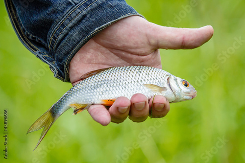 Canvas Print Fish lies in the hand of the fisherman