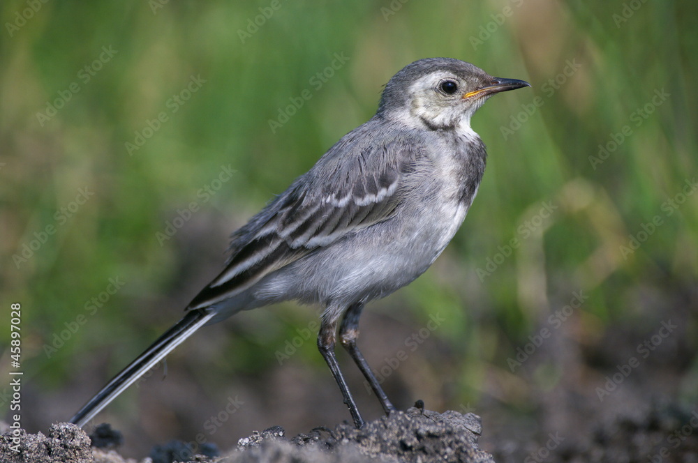 Fototapeta premium Motacilla alba