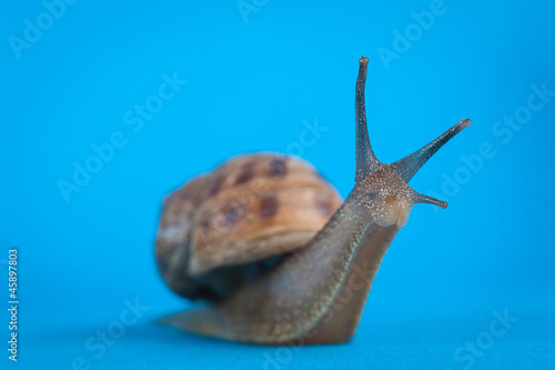 Garden snail isolated on blue background.