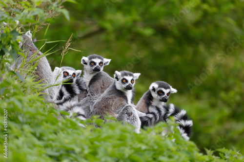 Lemur family © Paul Maguire