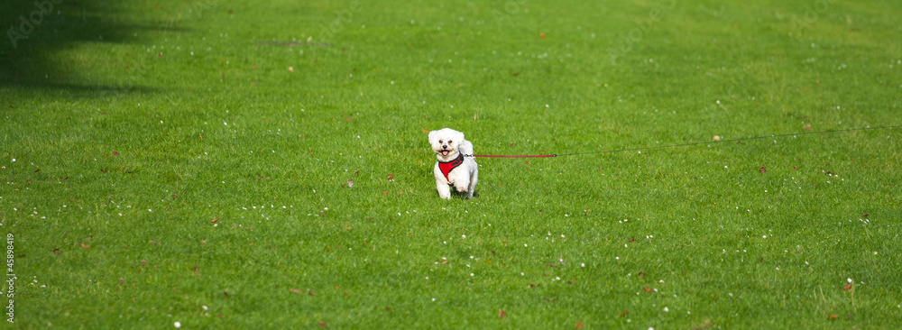 Obraz premium Small dog in the middle of the field