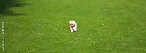 Small dog in the middle of the field