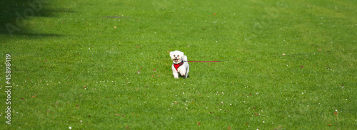 Small dog in the middle of the field © mcsdwarken