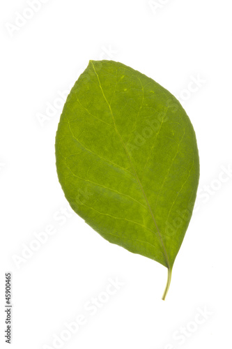 Green leaf