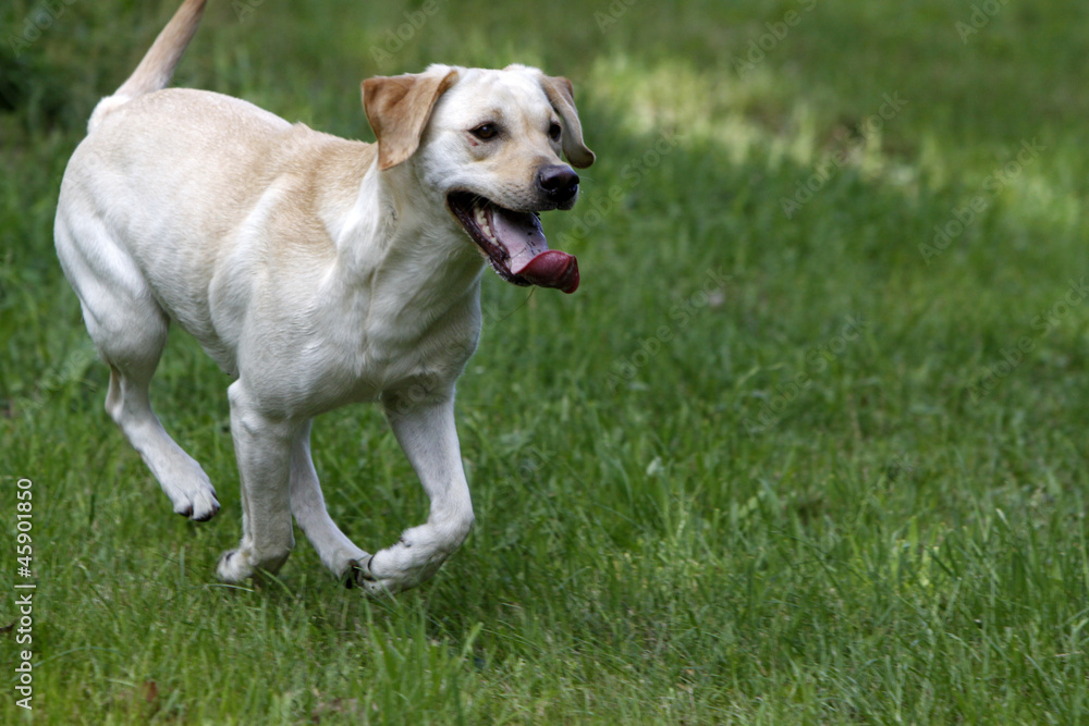 Labrador Retriever