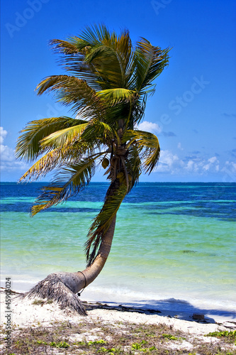 a palm in sian kaan lagoon mexico photo