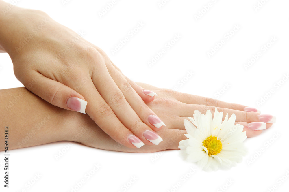 Beautiful woman hands with camomile, isolated on white Beautiful woman hands with camomile, isolated on white