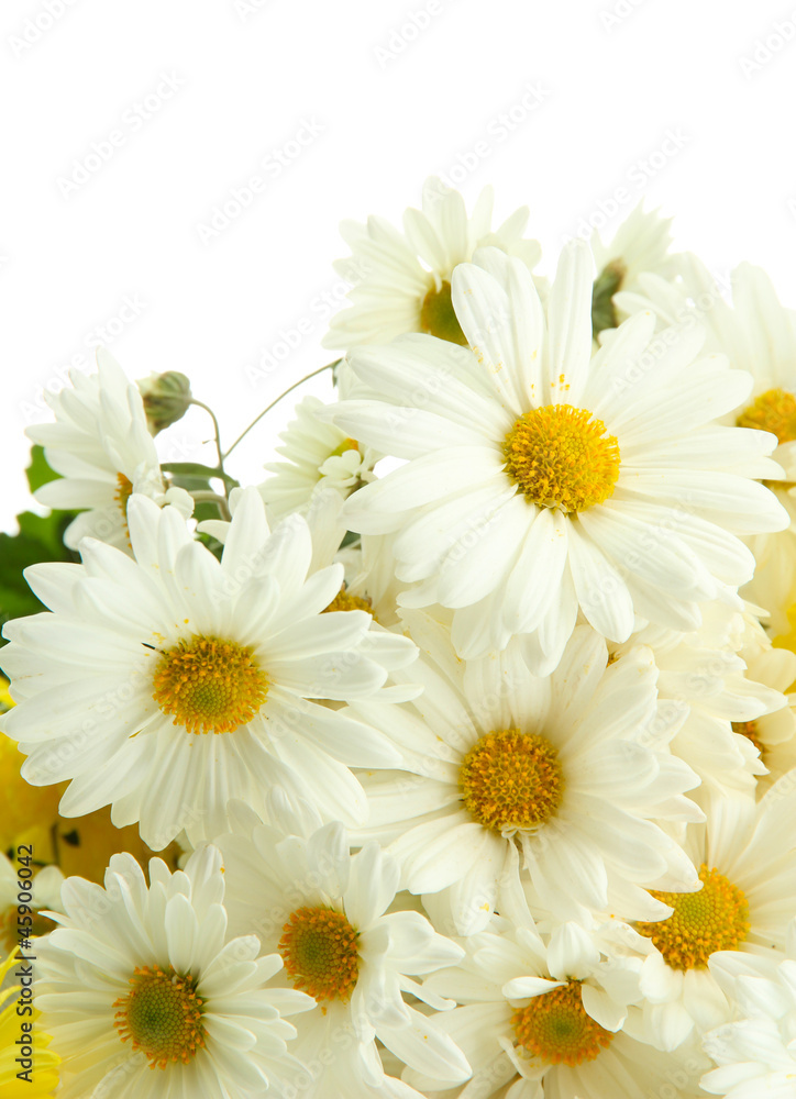 Obraz premium Fresh white daisy flowers bouquet with yellow centers, natural floral arrangement, springtime bloom and growth