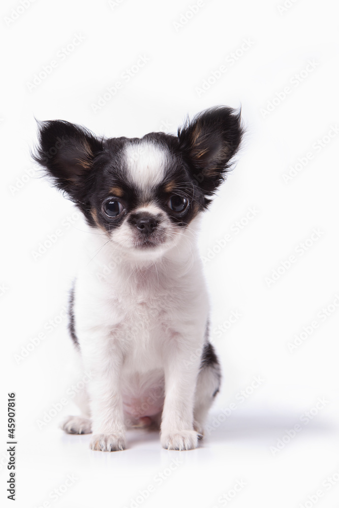 Little chihuahua Little chihuahua