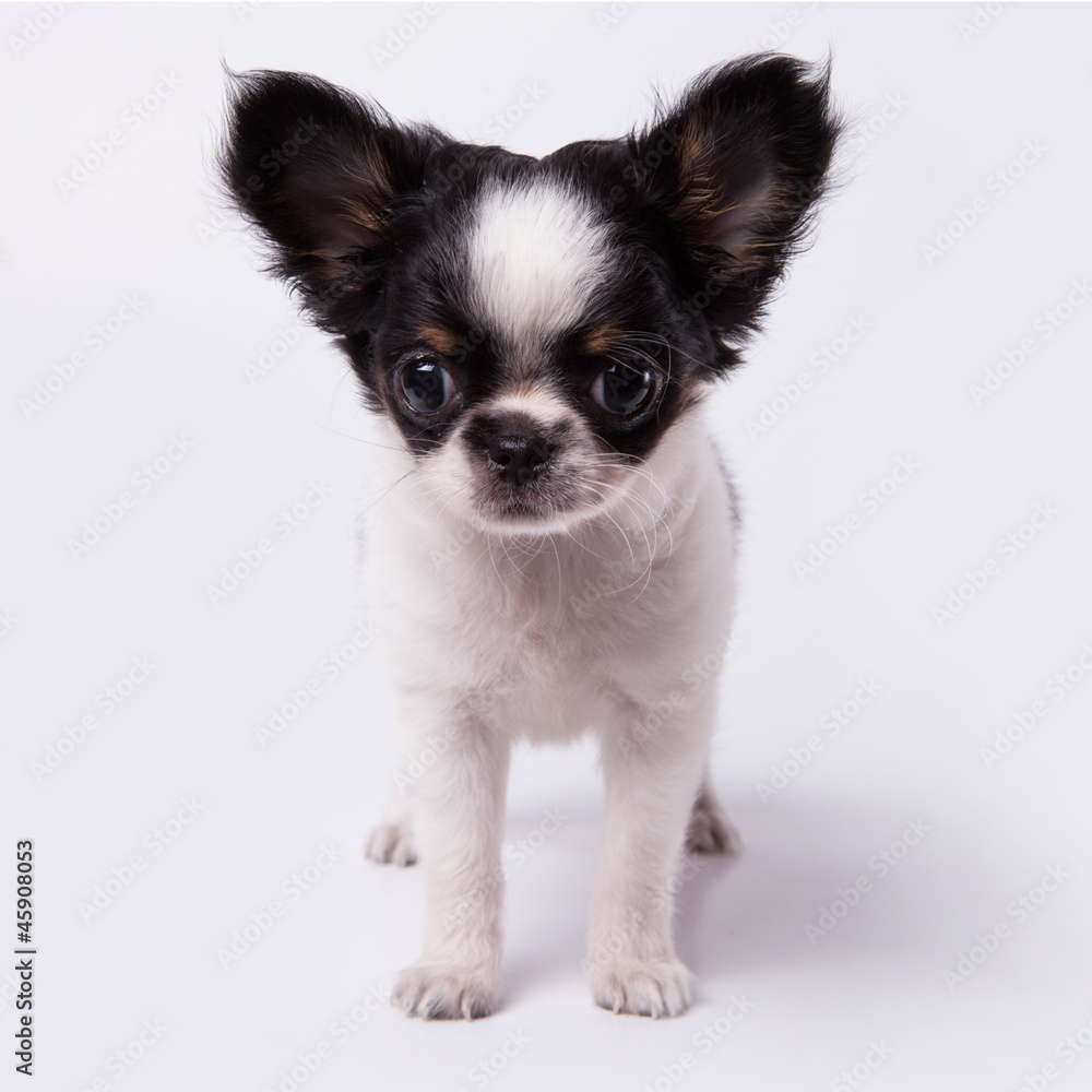 Little chihuahua