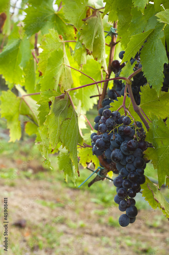 bunches of red grapes on the vine