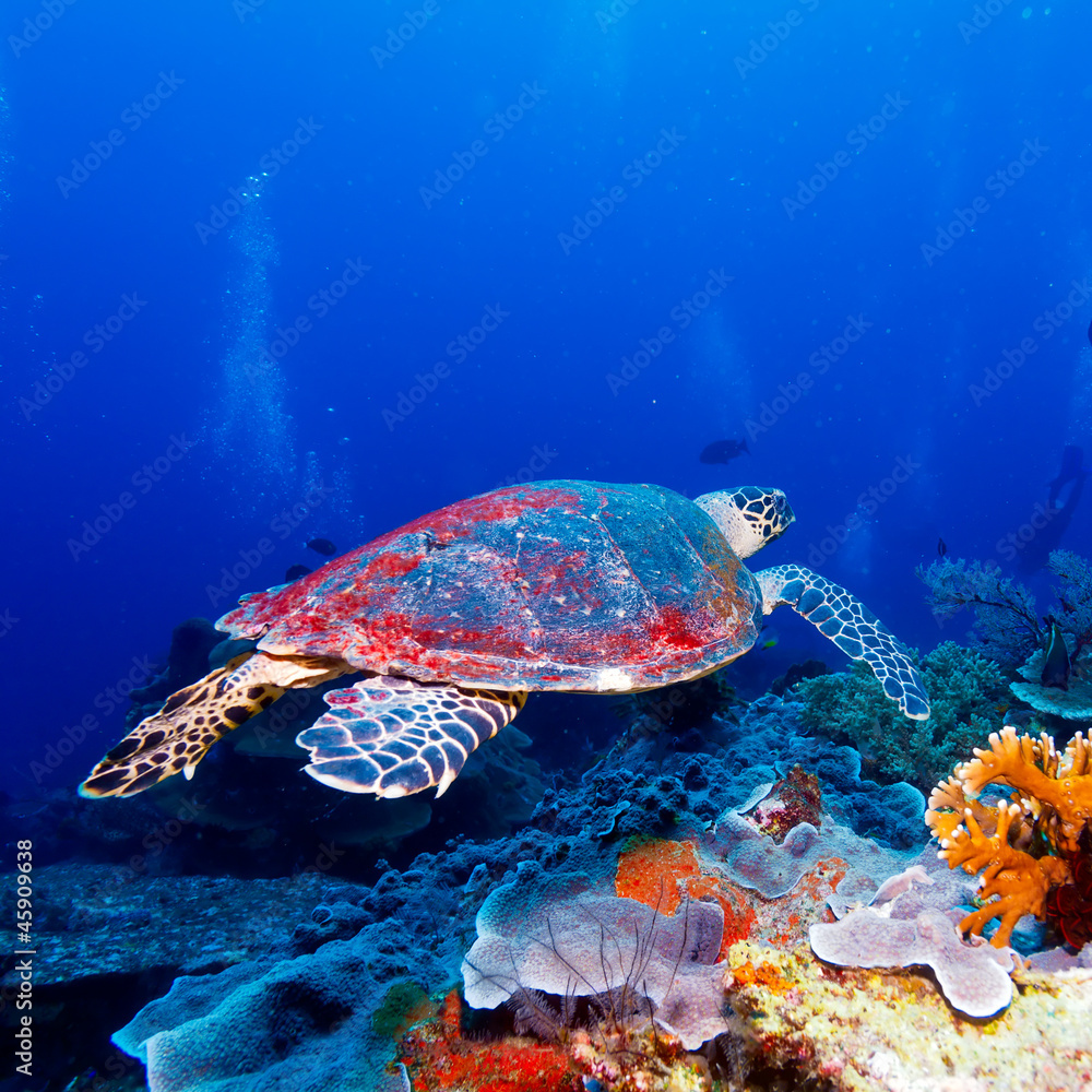 Fototapeta premium Green Sea Turtle near Coral Reef, Bali