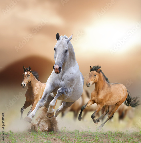 Fototapeta Naklejka Na Ścianę i Meble -  horses in sunset
