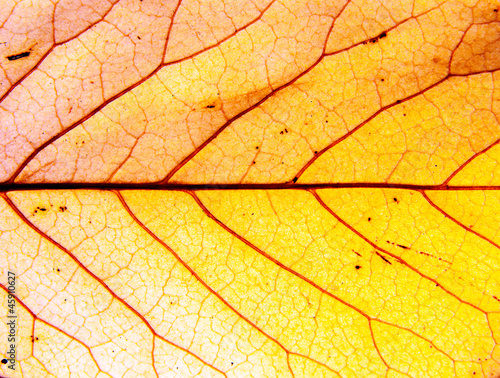 Background of autumn leaf