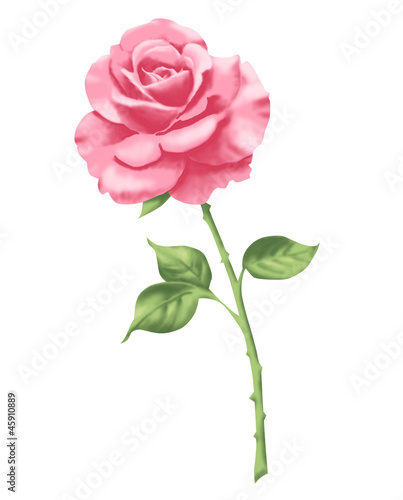 Rose 2 rosa
