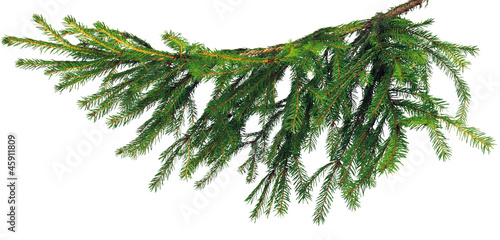 Canvastavla ель ветка branch spruce