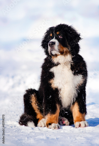 fluffy puppy sitting in winter