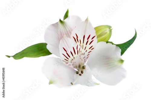 alstroemerias flowers on a white background photo